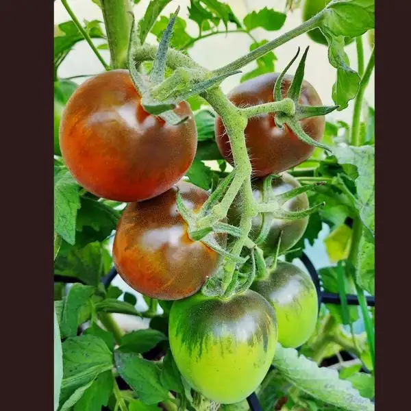 Tomaten: Rolands Tomate