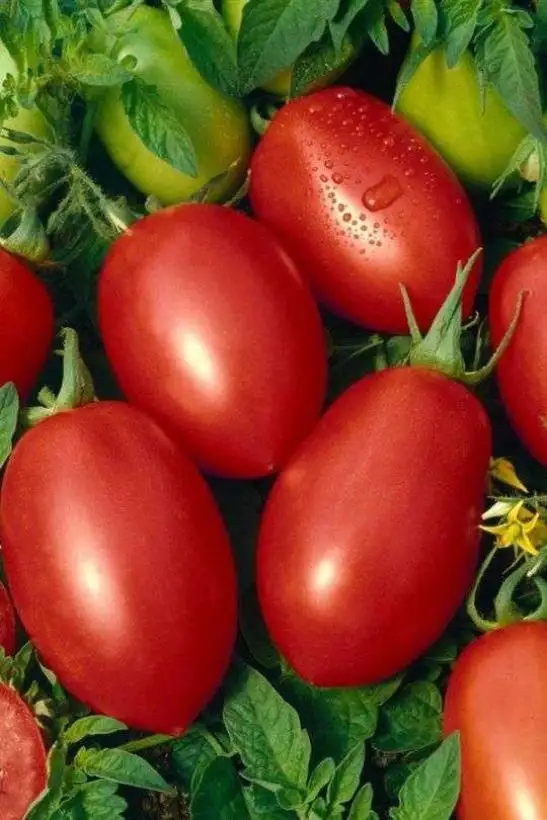 Tomaten: Roma