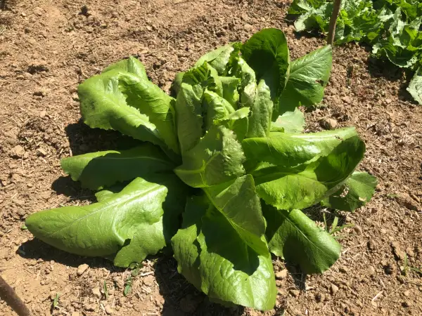 Salate: Roma del Prat de Caldes de Montbui