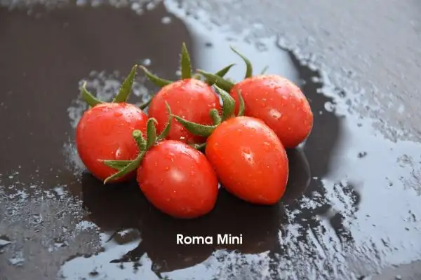 Tomaten: Roma Mini