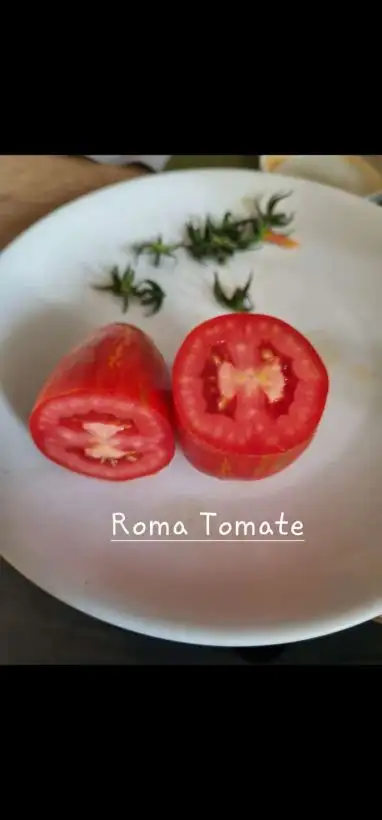 Tomaten: Roma Tomate