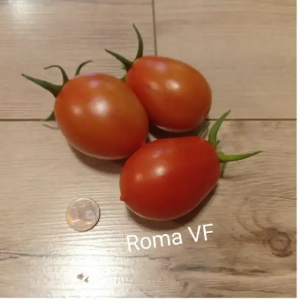 Tomaten: Roma VF