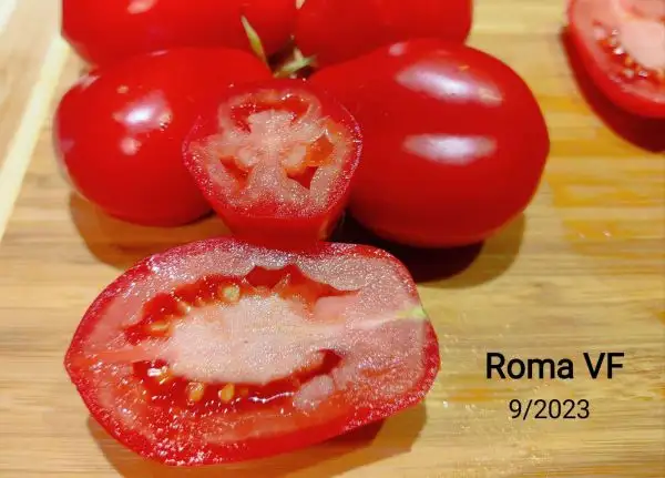 Tomaten: Roma VF (Buschtomate)