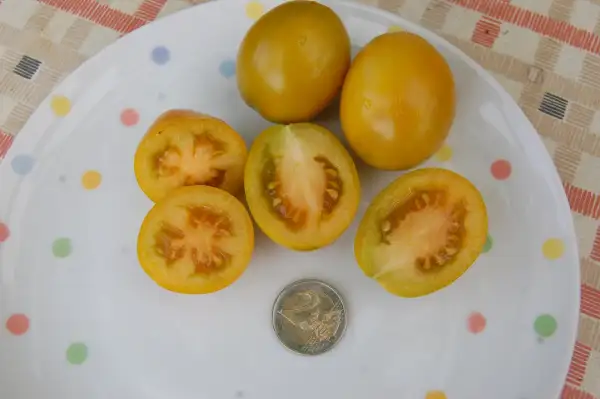 Tomaten: Romanatomate orange