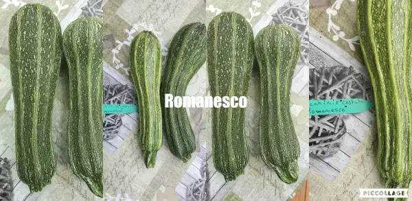 Zucchini: Romanesco