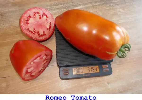 Tomaten: Romeo Tomato