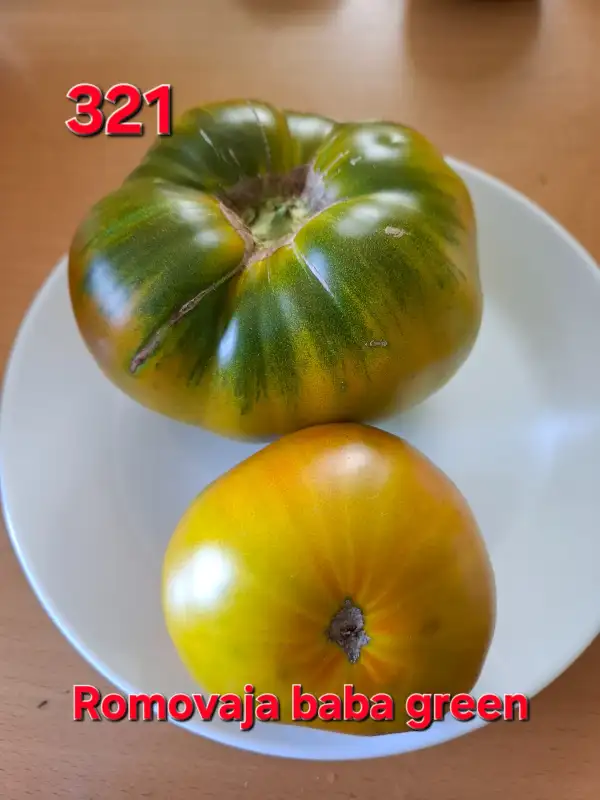 Tomaten: Romovaja baba green