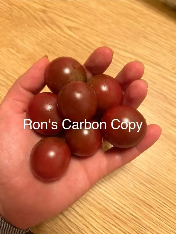 Tomaten: Ron‘s Carbon Copy