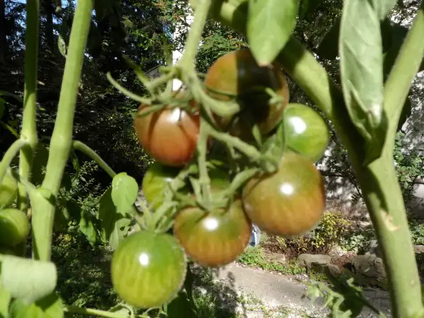 Tomaten: Ron s Carbon Copy ( Kat# 2213 )