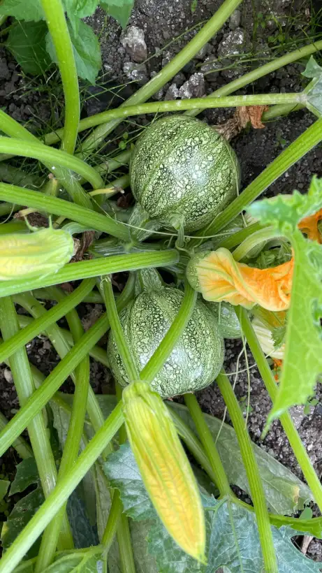 Zucchini: Ronde de nice