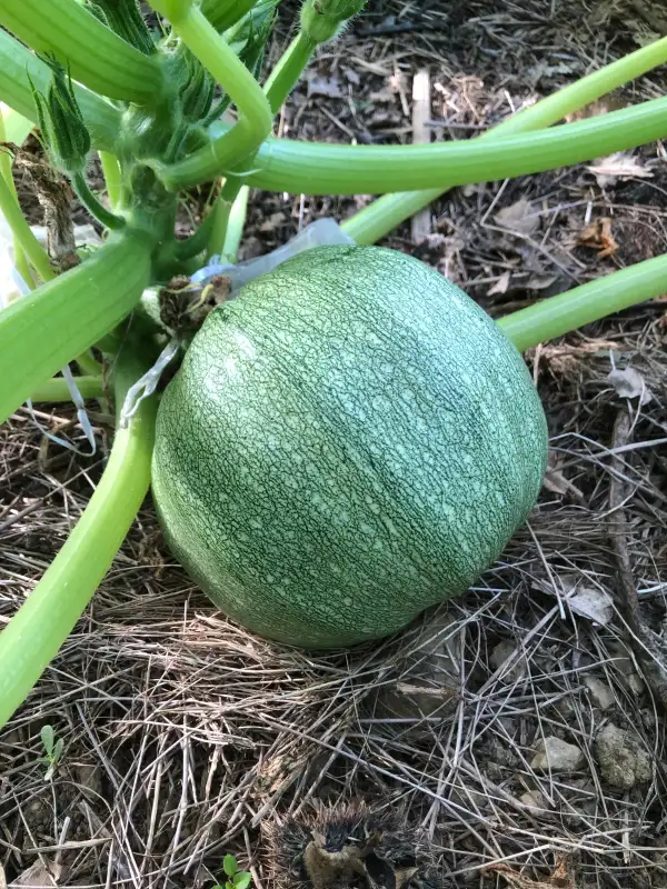 andere Gemüse: Ronde de Nice zucchini