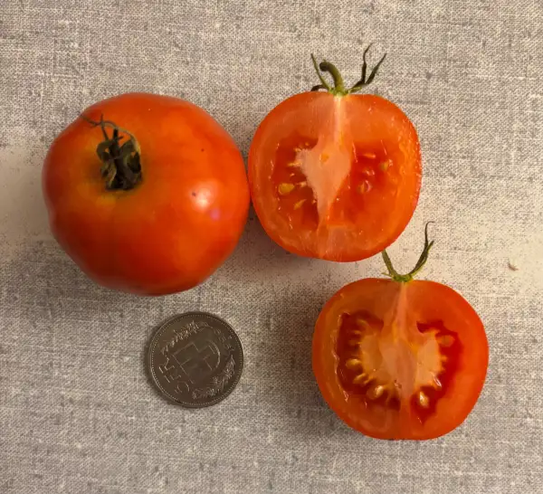 Tomaten: Rondobella - Fleischtomate