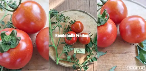 Tomaten: Rondobella - Freilandgeeignet