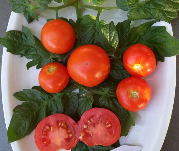Tomaten: Rondobella