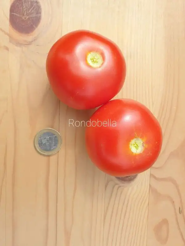 Tomaten: Rondobella