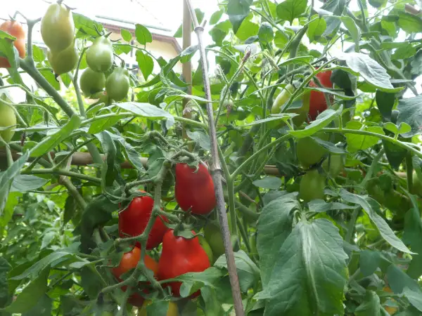 Tomaten: Ropreco Paste ( Kat# 2131 )