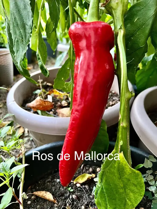 Chili / Paprika: Ros de Mallorca