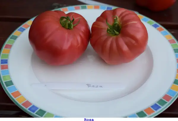 Tomaten: Rosa