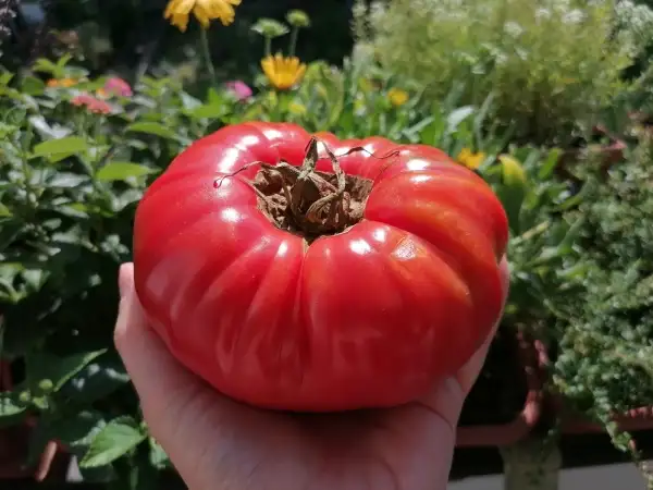 Tomaten: Rosa