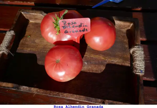 Tomaten: Rosa Alhendin Granada