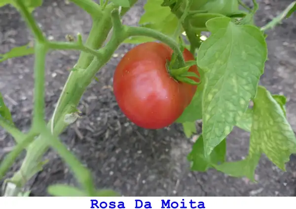 Tomaten: Rosa Da Moita