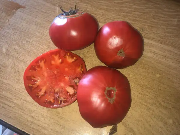 Tomaten: Rosa de Ainsa
