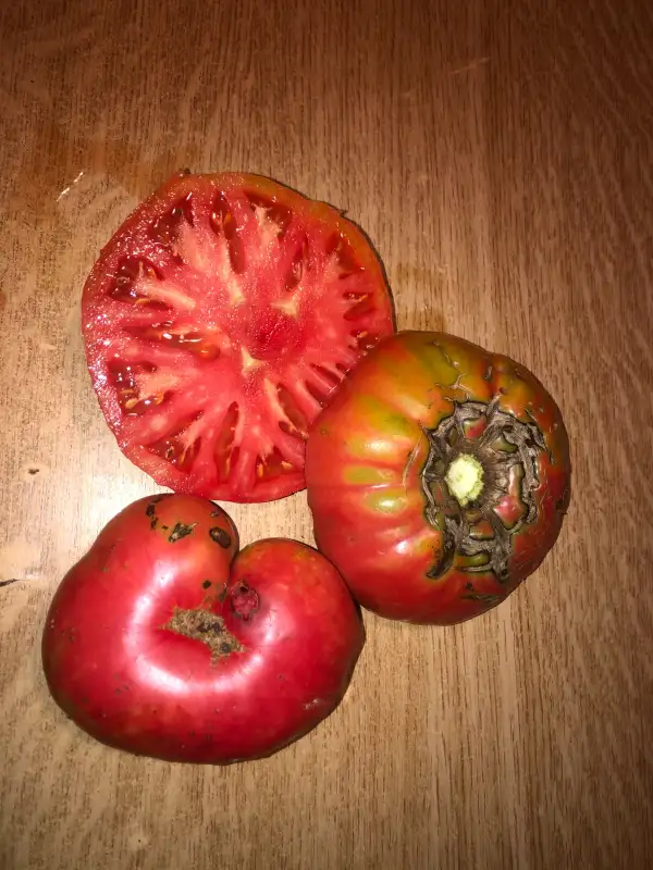 Tomaten: Rosa de Aldealengua