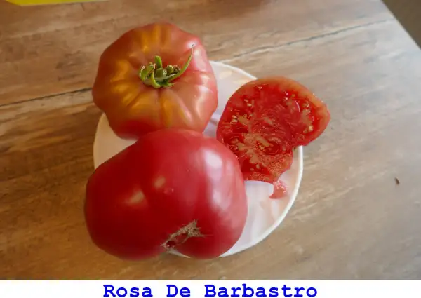 Tomaten: Rosa De Barbastro