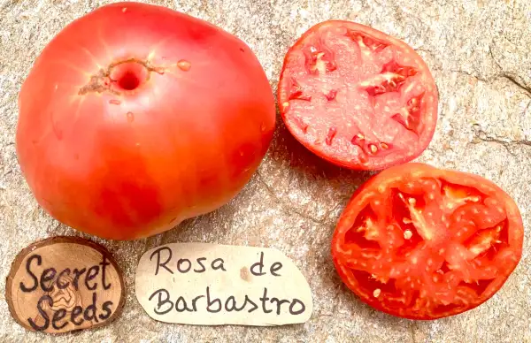 Tomaten: Rosa De Barbastro