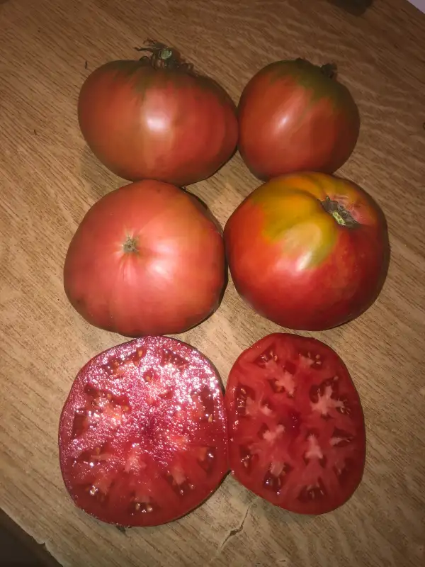 Tomaten: Rosa de Cádiz