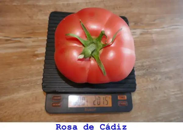 Tomaten: Rosa de Cádiz