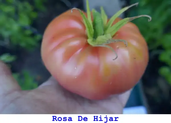 Tomaten: Rosa de Hijar