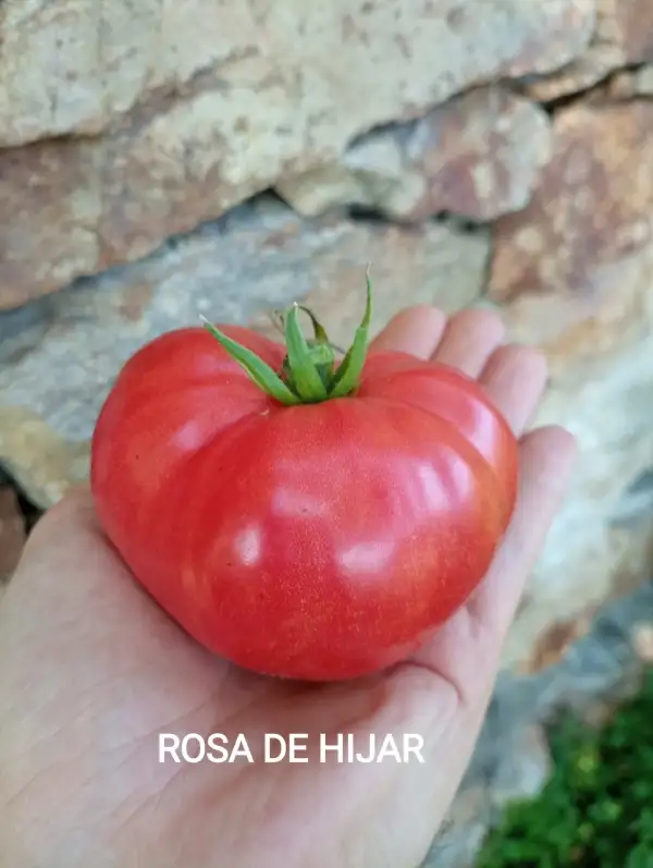 Tomaten: Rosa de Hijar