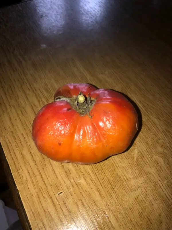 Tomaten: Rosa de Kilo de Àger