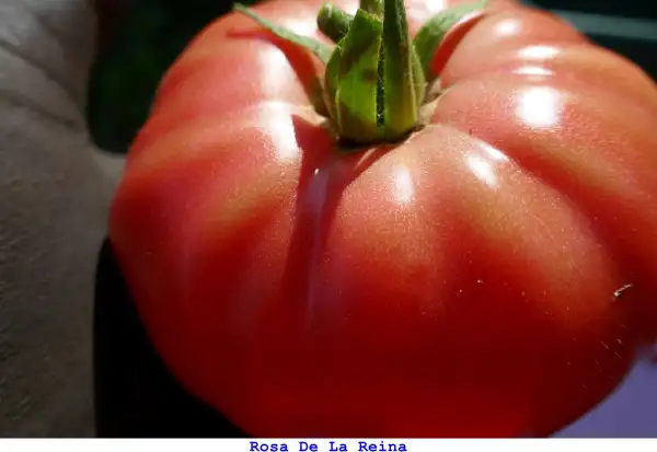 Tomaten: Rosa De La Reina