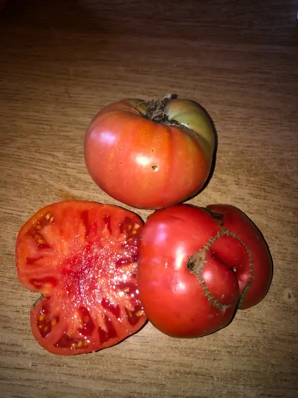 Tomaten: Rosa de Liaño