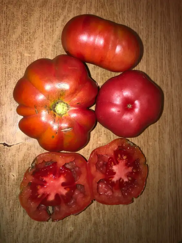 Tomaten: Rosa de Mura