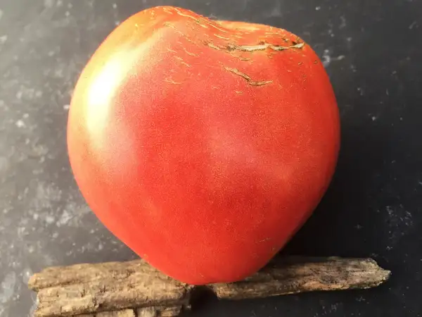 Tomaten: Rosa de Zarautz