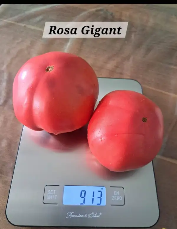 Tomaten: Rosa Gigant (Bulgarien)