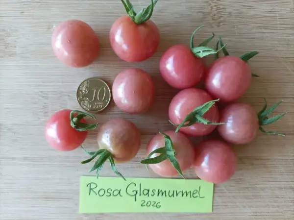 Tomaten: Rosa Glasmurmel