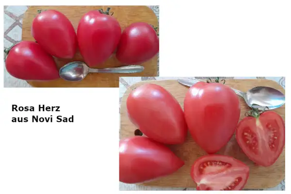 Tomaten: Rosa Herz aus Novi Sad