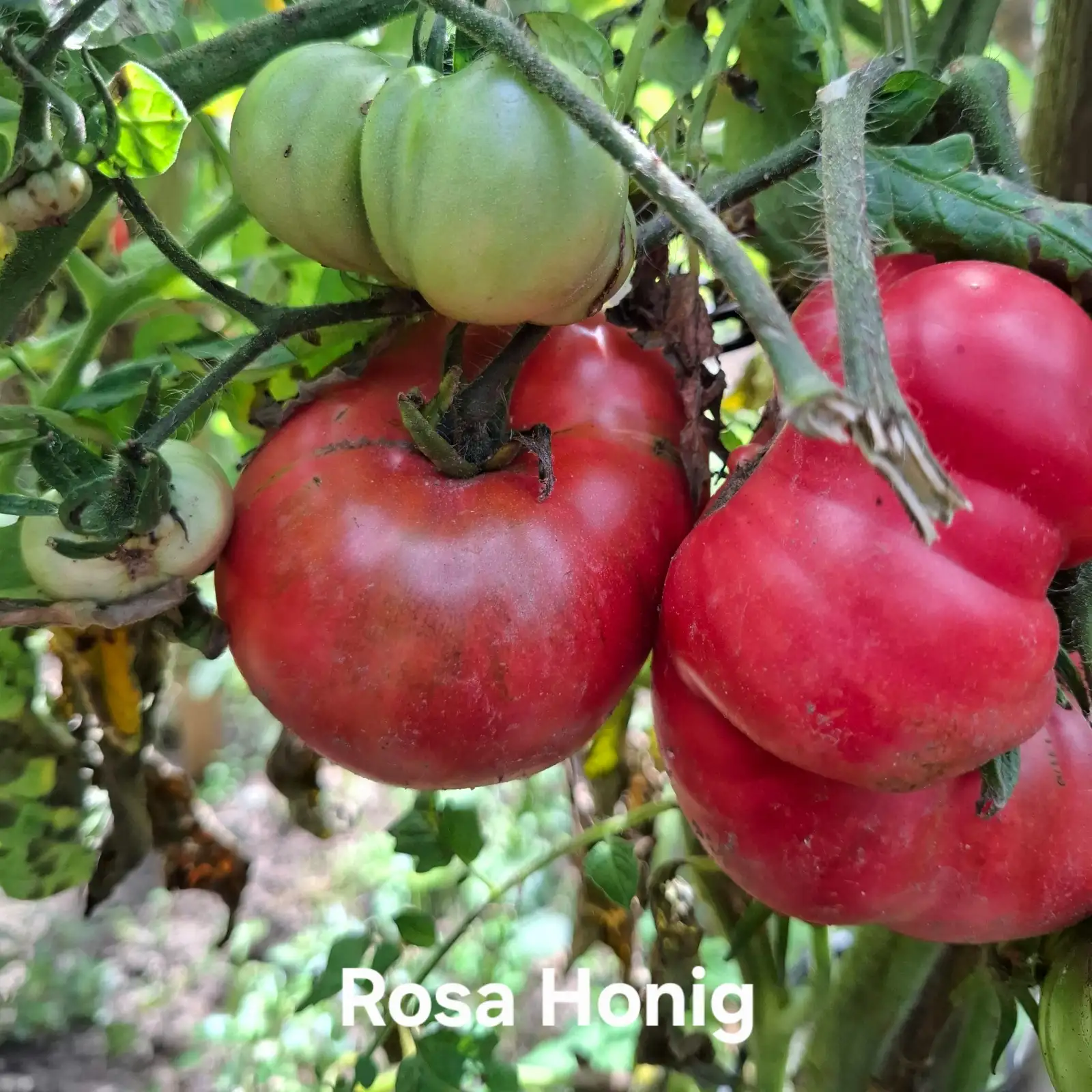 Tomaten: Rosa Honig