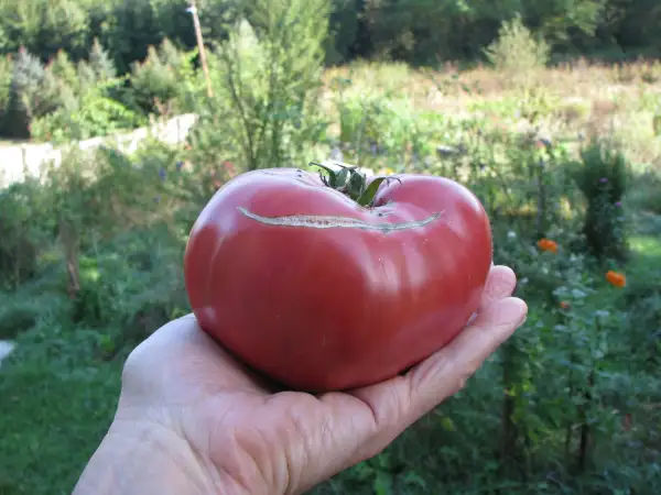 Tomaten: Rosa Ochsenherztomate. Köstliche Fleischtomate mit hohem Ertrag, oft weit bis in den Oktober.