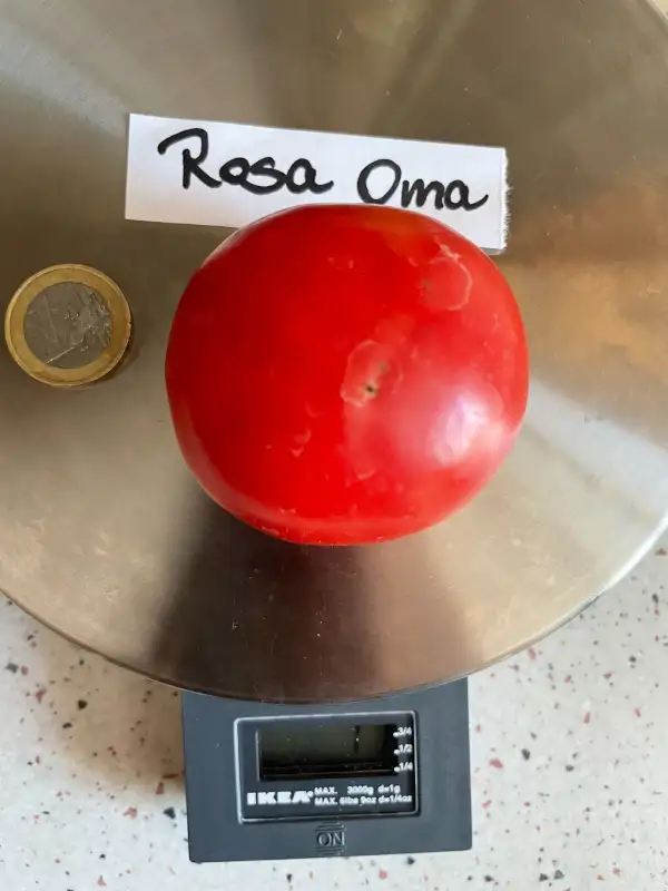 Tomaten: Rosa Oma