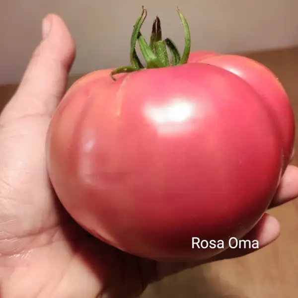 Tomaten: Rosa Oma