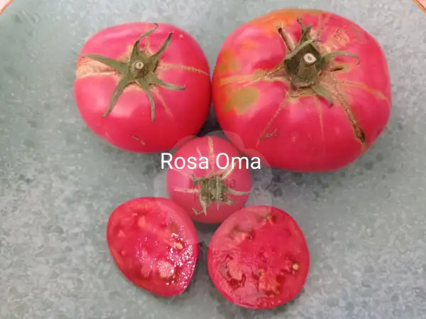 Tomaten: Rosa Oma