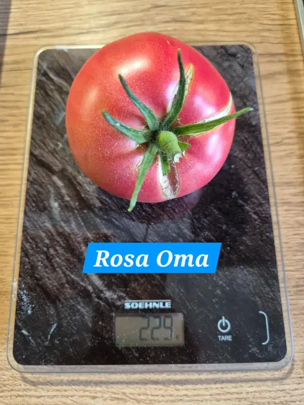 Tomaten: Rosa Oma