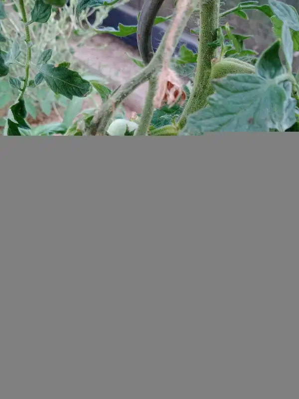 Tomaten: Rosa Oma