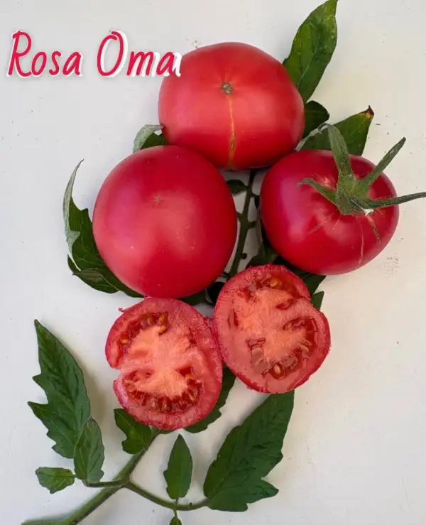 Tomaten: Rosa Oma
