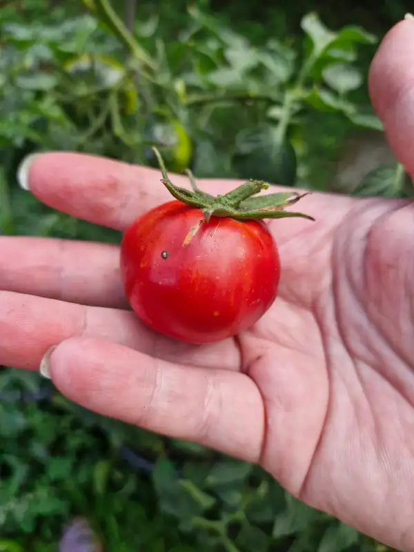 Tomaten: Rosa Oma
